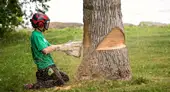 Abattage d'arbres 95